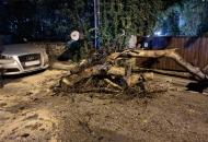 Έπεσε δέντρο στην οδό Σχολείου λόγω της βροχόπτωσης